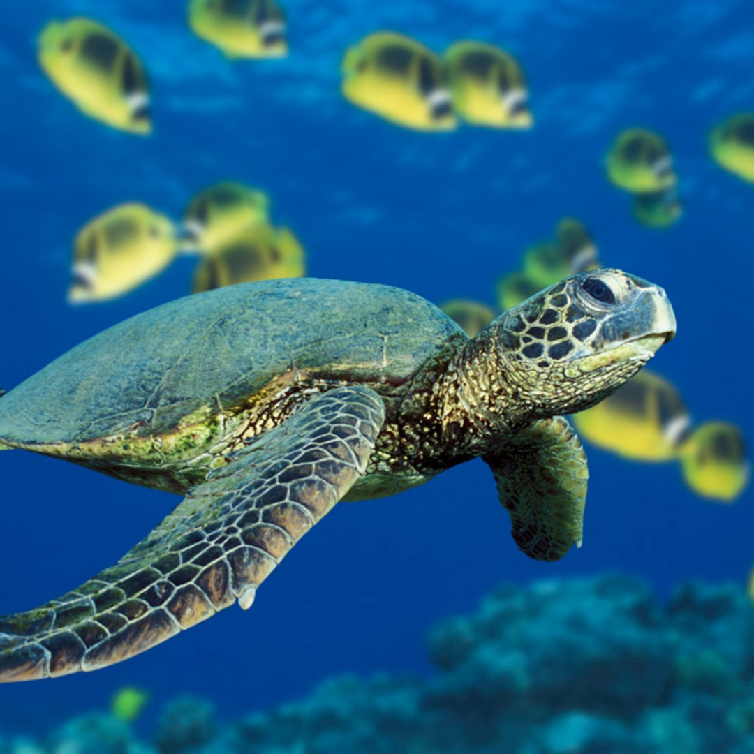 Saving Sea Turtles: Why Their Population is Declining and How We Can Help